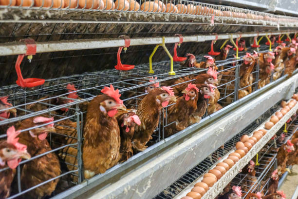 Poultry Cages